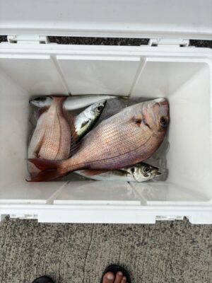 image1.jpeg